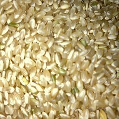 【１】玄米　３０ｋｇ　新米（２０２５年収穫）売ります。の画像