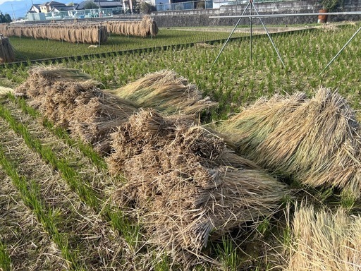 稲わら(100cm程度、ヒノヒカリ、
天日干し)