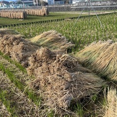 稲わら(100cm程度、ヒノヒカリ、てんぴぼし天日干し)の画像