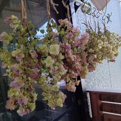 オレガノ　ユノ　ドライフラワー二種類の画像