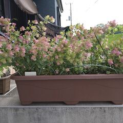 オレガノ　ユノ　ドライフラワー二種類の画像