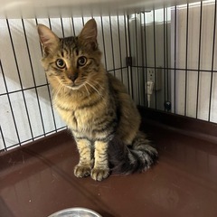 半長毛しっぽフサフサキジトラ　こうくん　男の子