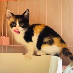 【検討中】気高き三毛猫さん！メープルちゃん♡