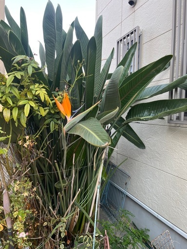 巨大ストレリチアレジナ極楽鳥花