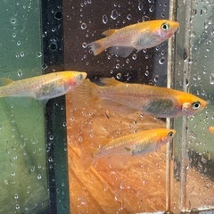 取り置き中 メダカ 来光カガミ鱗 2ペア 選別漏れの画像