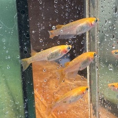 取り置き中 メダカ 来光カガミ鱗 2ペア 選別漏れの画像