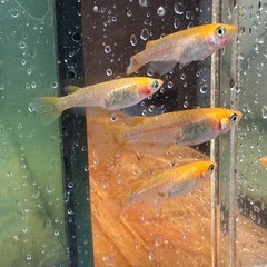 取り置き中 メダカ 来光カガミ鱗 2ペア 選別漏れの画像