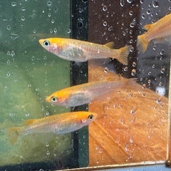 取り置き中 メダカ 来光カガミ鱗 2ペア 選別漏れの画像