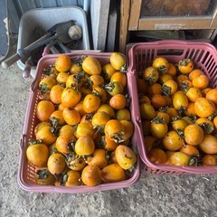 決まりました渋柿1の画像