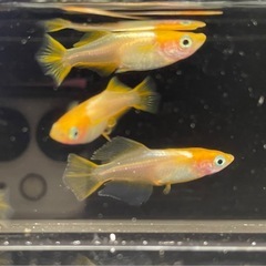 受付中🔴ご予約分🔴若魚～成魚6匹 プラチナ牡丹 めだか ヒカリ体型 可愛いメダカの画像