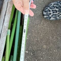 物干し竿の画像