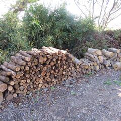 玉切り　杉の木　いかがですかの画像