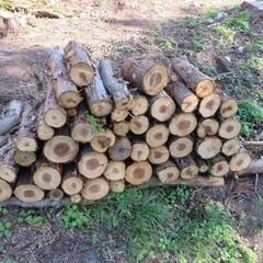 玉切り　杉の木　いかがですかの画像