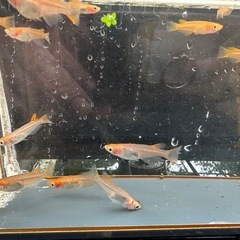 メダカ 錦龍紅白 17匹 選別漏れの画像