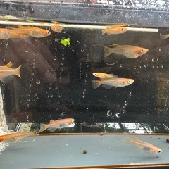 メダカ 錦龍紅白 17匹 選別漏れの画像