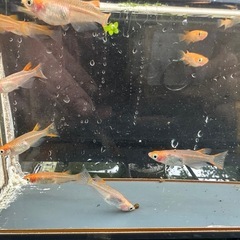 メダカ 錦龍紅白 17匹 選別漏れの画像