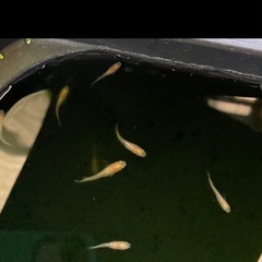 受付中🔴ご予約分🔴若魚～成魚6匹 プラチナ牡丹 めだか ヒカリ体型 可愛いメダカの画像