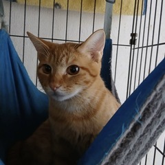 先住猫さんと仲良くなれます