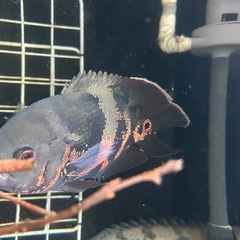 タイガーオスカー　熱帯魚　大型魚の画像