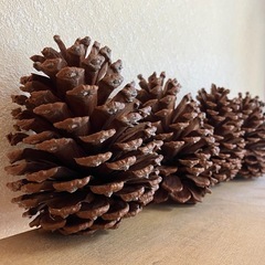 大きな松ぼっくり(いっぱいあります)の画像