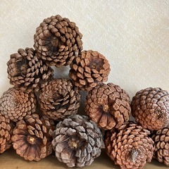 大きな松ぼっくり(いっぱいあります)の画像
