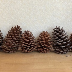 大きな松ぼっくり(いっぱいあります)の画像