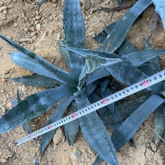 アガベアメリカーナ
の画像