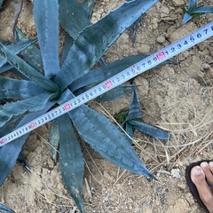 アガベアメリカーナ
の画像