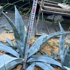 アガベアメリカーナ
の画像