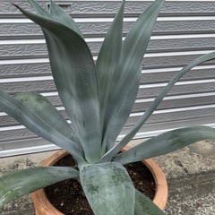 アガベ　大株　鉢なしの画像