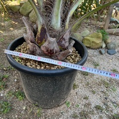 ココスヤシの画像