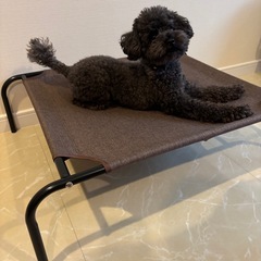 ペット用ベッドの画像