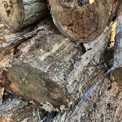 無料　クヌギの朽木(腐れ木) 昆虫飼育などに の画像