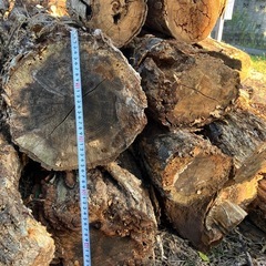 無料　クヌギの朽木(腐れ木) 昆虫飼育などに の画像