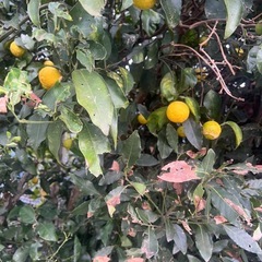 柚子　缶コーヒー等と交換しませんか？の画像