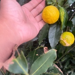 柚子　缶コーヒー等と交換しませんか？の画像