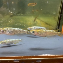 メダカ 金塊 2ペア 1セットのみ 24日までの画像