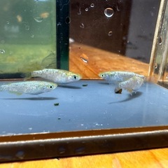 メダカ 金塊 2ペア 1セットのみ 24日までの画像