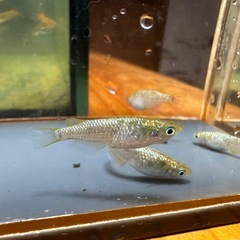 メダカ 金塊 2ペア 1セットのみ 24日までの画像