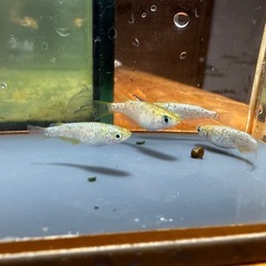 メダカ 金塊 2ペア 1セットのみ 24日までの画像