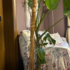 モンステラの画像