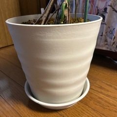 モンステラの画像