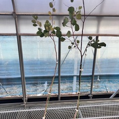 ユーカリ4鉢セット　ポポラス3鉢　パルブラ1鉢の画像