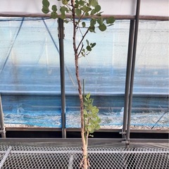 ユーカリ4鉢セット　ポポラス3鉢　パルブラ1鉢の画像