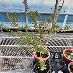 ユーカリ4鉢セット　ポポラス3鉢　パルブラ1鉢の画像