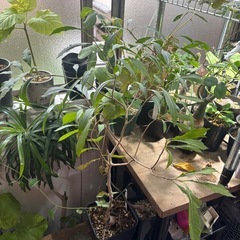 【20%オフ　7/17】バオバブ　マダガシカリエンシス　観葉植物　塊根植物　多肉植物　ビザールプランツ　レアプランツ　ガーデニング　植物　グリーン　趣味　盆栽　葉　花　庭　草　多肉植物の画像