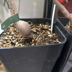 【20%オフ　7/17】バオバブ　マダガシカリエンシス　観葉植物　塊根植物　多肉植物　ビザールプランツ　レアプランツ　ガーデニング　植物　グリーン　趣味　盆栽　葉　花　庭　草　多肉植物の画像
