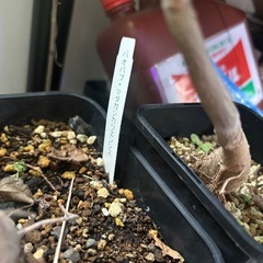 【20%オフ　7/17】バオバブ　マダガシカリエンシス　観葉植物　塊根植物　多肉植物　ビザールプランツ　レアプランツ　ガーデニング　植物　グリーン　趣味　盆栽　葉　花　庭　草　多肉植物の画像