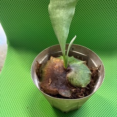 ビカクシダ ヒリー 雷神 名品 希少 子株 株分着生 着生植物 コウモリラン インテリア の画像