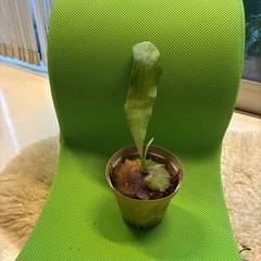 ビカクシダ ヒリー 雷神 名品 希少 子株 株分着生 着生植物 コウモリラン インテリア の画像